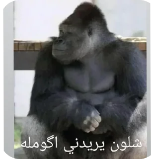 Video sticker 🐶 تسليك @S7_5BOT