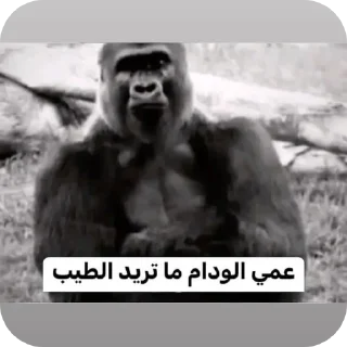 Video sticker 🖼 تسليك @S7_5BOT