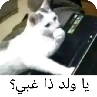 Telegram sticker 👍 @Ali_R4X