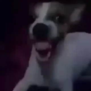 Video sticker 😆 @Ali_R4X