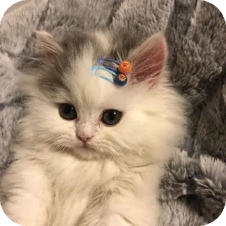 Video sticker 🐱 Tokito & Cats