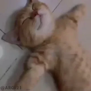 Video sticker 🙂 Tokito & Cats