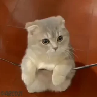 Video sticker 🙁 Tokito & Cats
