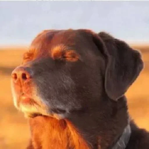 Telegram sticker 😌 Избранные @zensticks