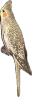Telegram sticker 🦜 Calypso the Cockatiel