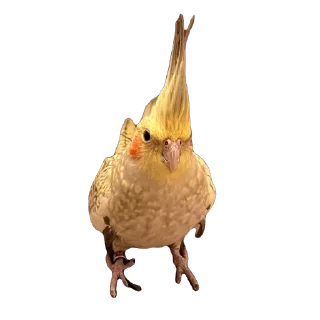 Video sticker 🦜 Calypso the Cockatiel