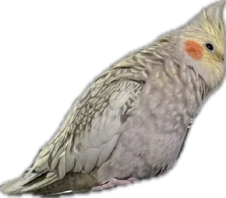 Telegram sticker 🦜 Calypso the Cockatiel