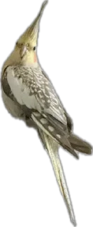 Telegram sticker 🦜 Calypso the Cockatiel
