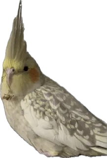 Telegram sticker 🦜 Calypso the Cockatiel