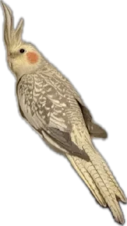 Video sticker 🦜 Calypso the Cockatiel