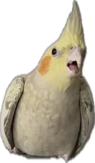 Sticker 🦜 Calypso the Cockatiel