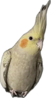 Video sticker 🦜 Calypso the Cockatiel