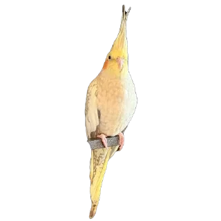 Telegram sticker 🦜 Calypso the Cockatiel