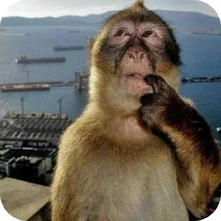 Telegram sticker 🧔 Мемный стрелкок