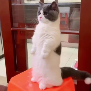 Video sticker 🥰 Котики • @TgStickery