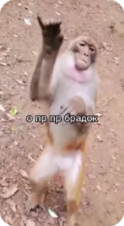 Video sticker 🤝 🚨НЕ ЖМИ 👉 @bibizyana_bratok