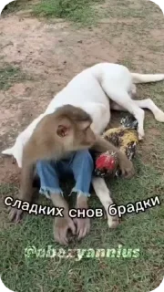 Video sticker 🌟 🚨НЕ ЖМИ 👉 @bibizyana_bratok