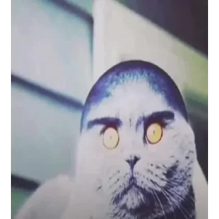 Video sticker 😃 уютненько by @iamgubg