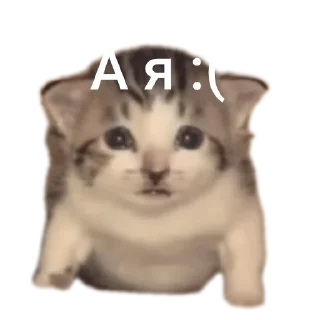 Telegram sticker 🐱 Барсик говорит