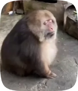 Video sticker 🤗 Больше стиков тут: @stikery4