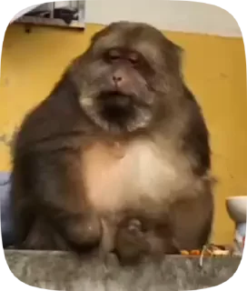 Video sticker 🤔 Больше стиков тут: @stikery4