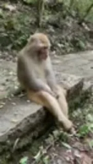 Video sticker 🐵 ✿𝙎𝙚𝙗𝙖𝙨𝙩𝙞𝙖𝙣⋆ :: @fStikBot