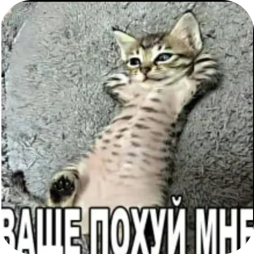 Telegram sticker 👍 NYASCHECHKA VKYSNACHECHKA