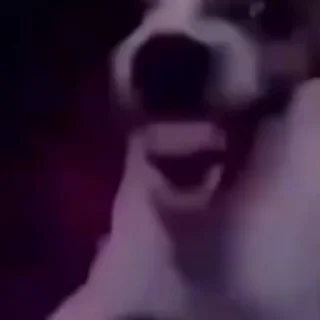 Video sticker 🙎 @donatekiss ~ stickers