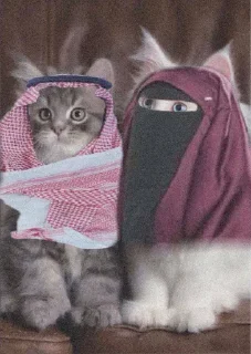 Video sticker 🤩 Admiral @MoiStikiBot