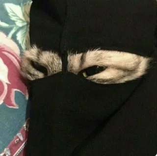 Telegram sticker 🤩 Admiral @MoiStikiBot