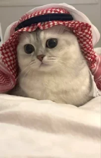 Video sticker 🤩 Admiral @MoiStikiBot