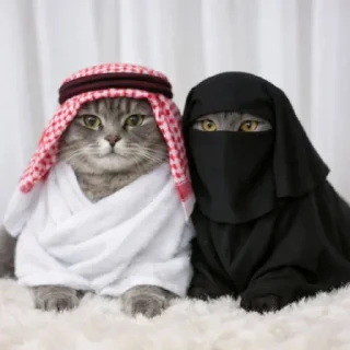 Video sticker 🤩 Admiral @MoiStikiBot