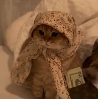 Telegram sticker 🤩 Admiral @MoiStikiBot