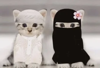 Telegram sticker 🤩 Admiral @MoiStikiBot