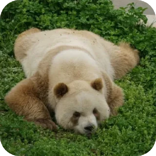 Video sticker 🐼 Grrr