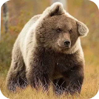Telegram sticker 🐻 Grrr