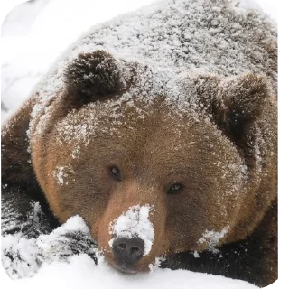 Telegram sticker 🐻 Grrr