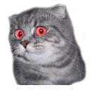 Telegram sticker 🥃 surprised cat