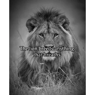 Telegram sticker 🦁 The lion | flossy