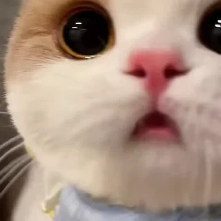 Video sticker 🎈 Cats ²  @her_soul @herr_soull