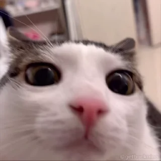 Video sticker 🙃 Cats ²  @her_soul @herr_soull