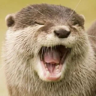 Sticker 🦦 otter