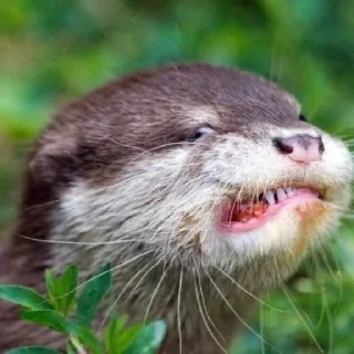 Video sticker 🦦 otter