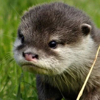 Video sticker 🦦 otter