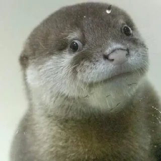 Video sticker 🦦 otter