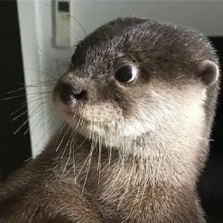 Telegram sticker 🦦 otter