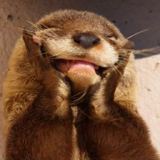 Telegram sticker 🦦 otter