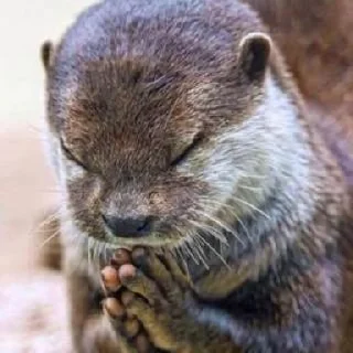 Telegram sticker 🦦 otter