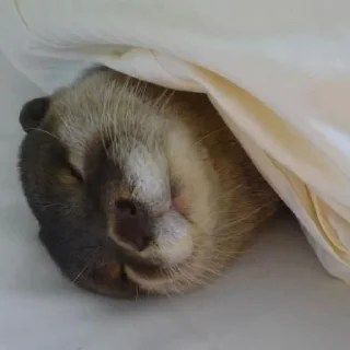 Telegram sticker 🦦 otter