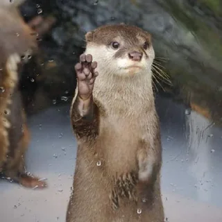 Telegram sticker 🦦 otter